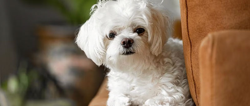 Maltese dogs