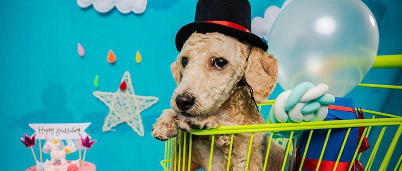 Pet protection laws