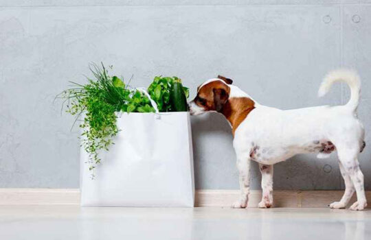 can-dogs-eat-zucchini