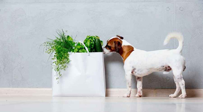 can-dogs-eat-zucchini
