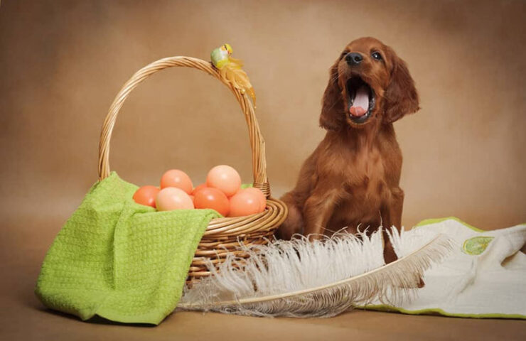 dog-eat-egg-shells