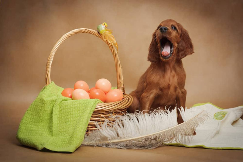 dog-eat-egg-shells