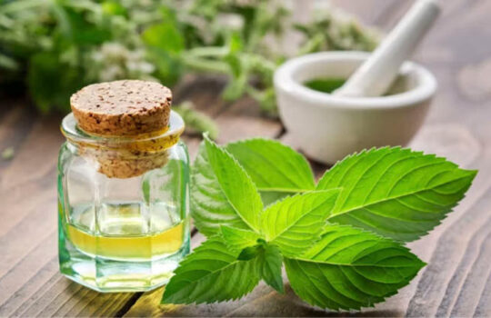peppermint oil safe for dogs