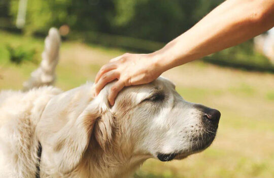 pet that dog