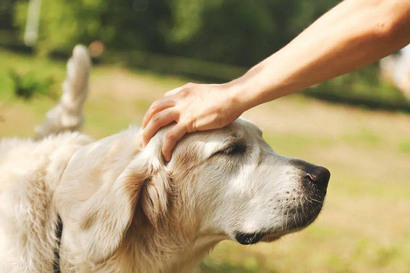 pet that dog