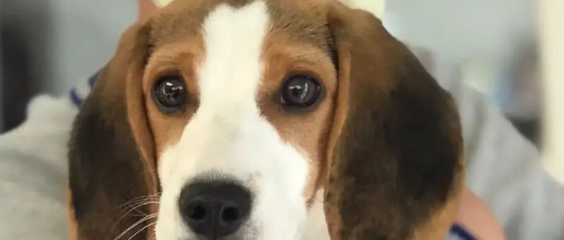 Beagle