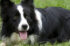 Border-Collie
