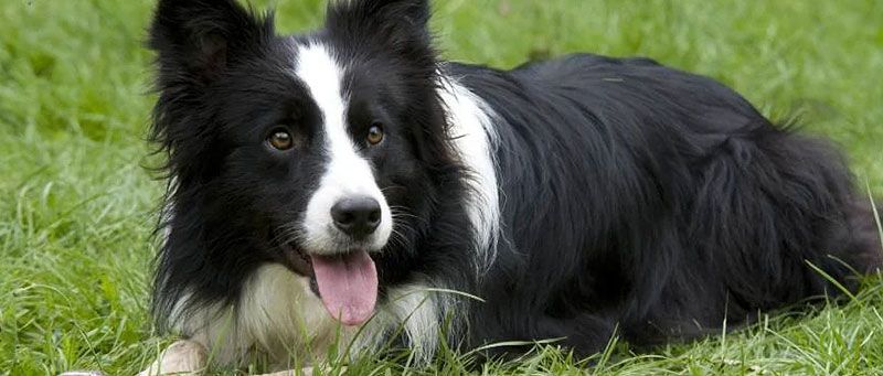 Border-Collie