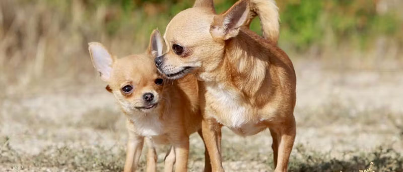 Chihuahua