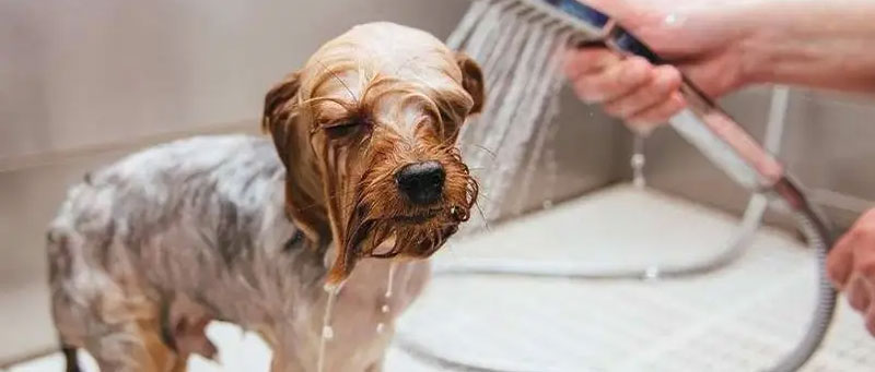 How-to-Keep-Your-Pup-Clean