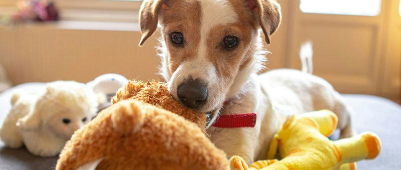 Make-Your-Dog-Love-You