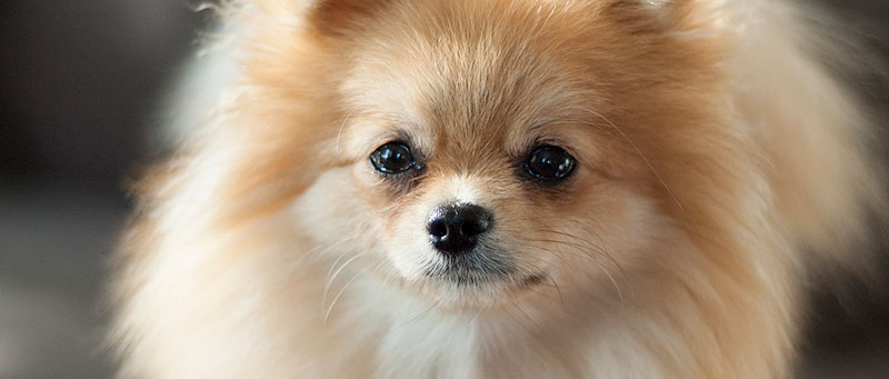 Pomeranian
