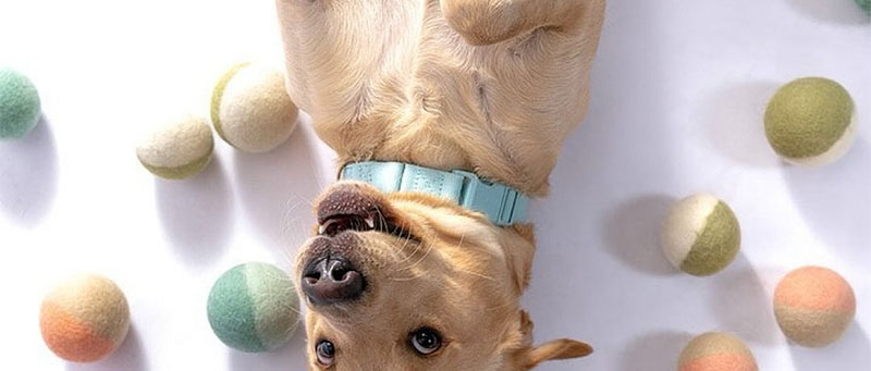 Signs-Your-Dog-Really-Loves-You