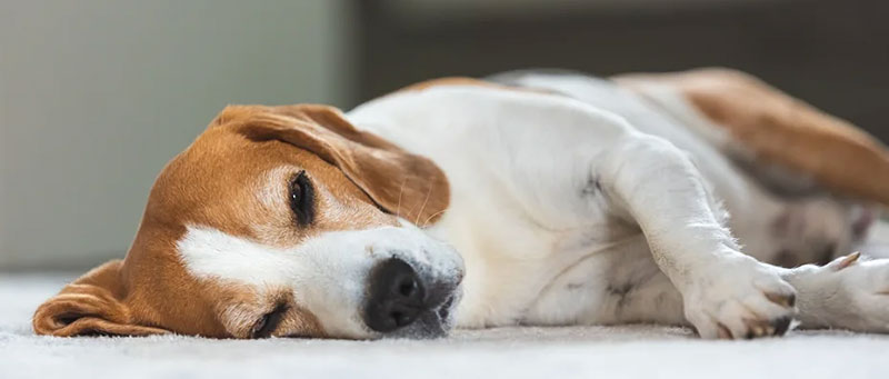 What-do-dogs-do-when-home-alone