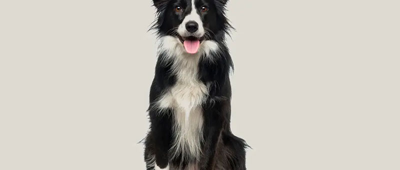Border Collie facts