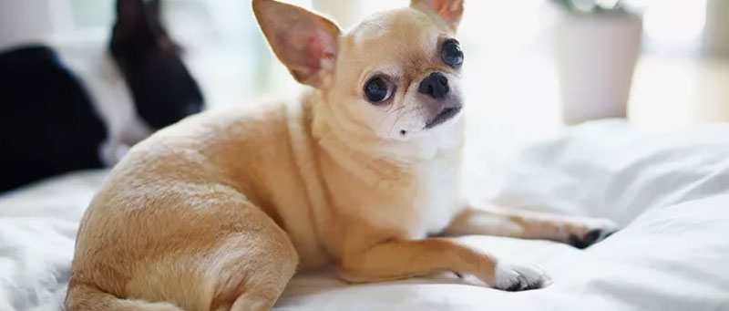Chihuahua care