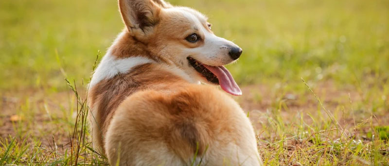 Corgi tails