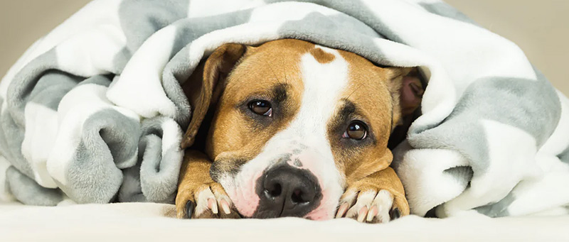 Do Dogs Get Cold