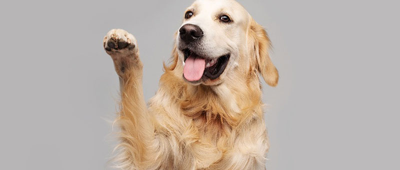 Golden Retrievers