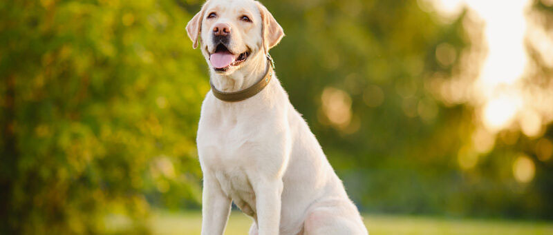 Labrador Retrievers