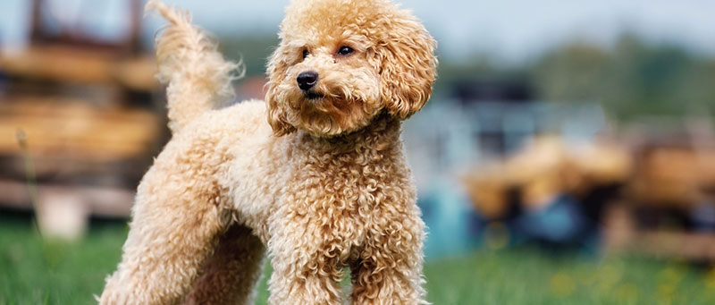 Poodles