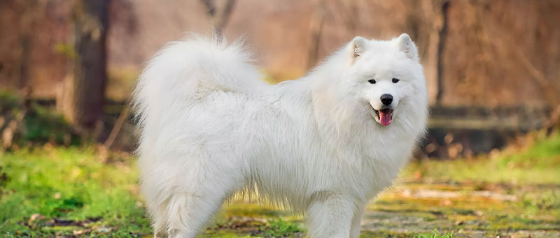 Samoyed dogs