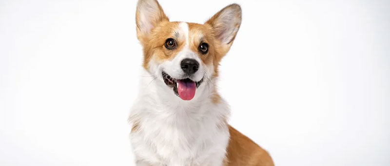 corgi