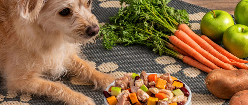dog food tips