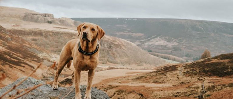 dog intelligence rankings