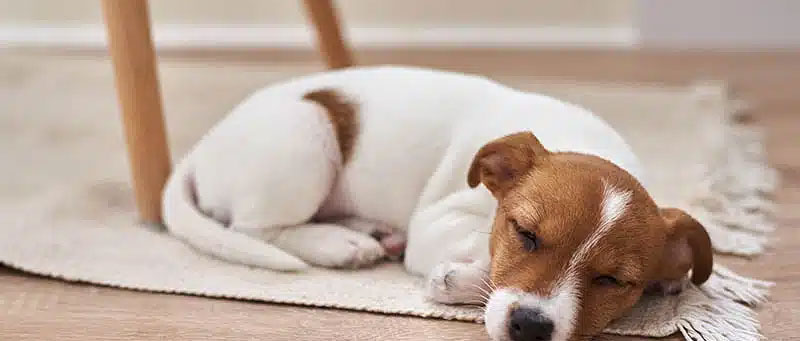 dog sleep facts