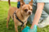 Decoding_Dog_Poop