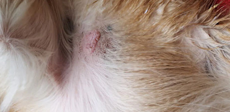 Most Common Dog Skin tags