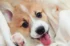 corgi-facts