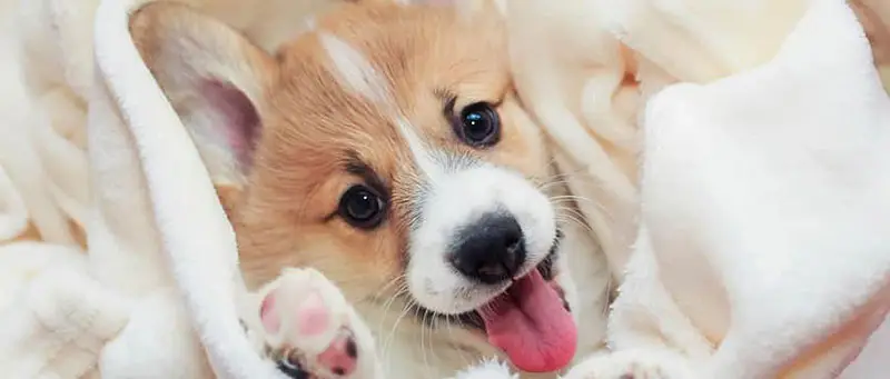 corgi-facts