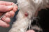 dog skin tag