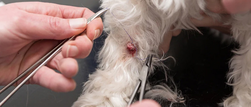 dog skin tag