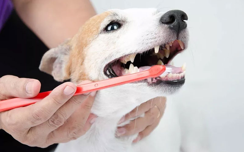 how to brush dog teeth