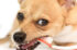 toothbrush for a dog