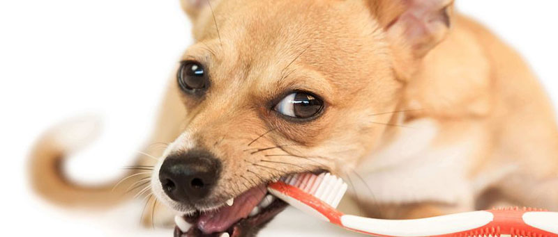 toothbrush for a dog